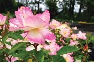 'Peach Lemonade' Rose